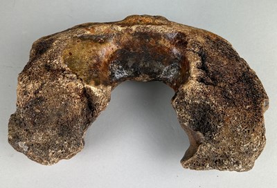 Lot 155 - A WOOLLY MAMMOTH ATLAS VERTEBRA

Dredged up by...