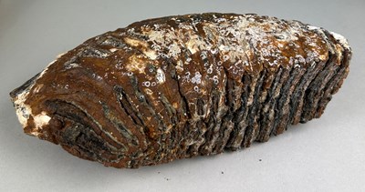 Lot 156 - A WOOLLY MAMMOTH TOOTH FROM...