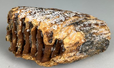 Lot 157 - A WOOLLY MAMMOTH TOOTH FROM...