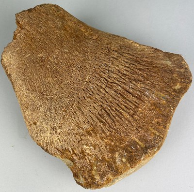 Lot 159 - PLIOSAUR FOSSIL FEMUR FROM DORSET,

Pliosaurus...