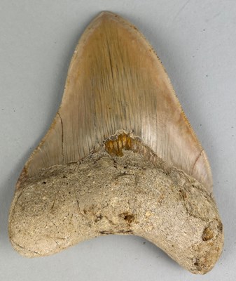 Lot 160 - A LARGE MEGALODON TOOTH FOSSIL, 

From Bandung,...