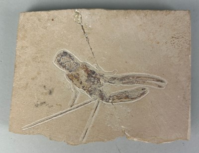 Lot 164 - A LOBSTER FOSSIL IN LIMESTONE

From Haquel,...