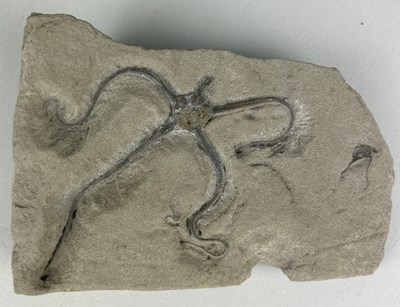 Lot 166 - A BRITISH FOSSIL BRITTLE STARFISH

Aesthetic...