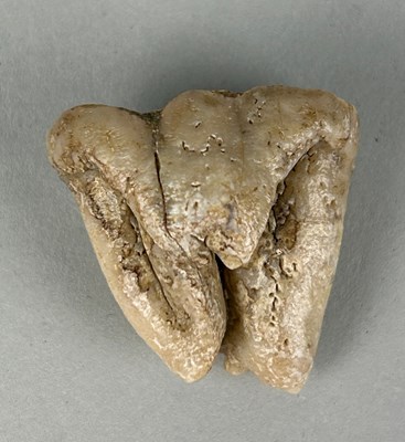 Lot 167 - A HIPPOPOTAMUS FOSSIL MOLAR

From the Solo...