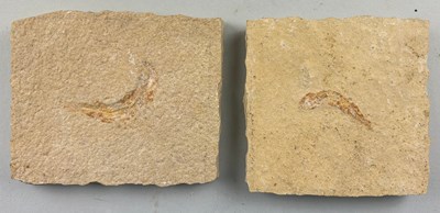 Lot 171 - A PAIR OF FOSSIL FISH FROM GERMANY COLLECTED...