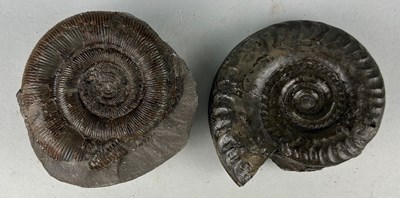 Lot 172 - AMMONITE FOSSILS FROM WHITBY, YORKSHIRE

A...