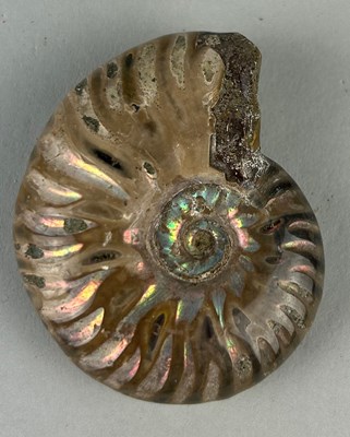 Lot 174 - AN OPALISED CLEONICERAS AMMONITE...