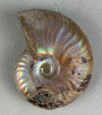 Lot 175 - AN OPALISED CLEONICERAS AMMONITE...