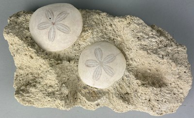 Lot 180 - A PAIR OF FOSSIL SAND DOLLARS FROM FRANCE

An...