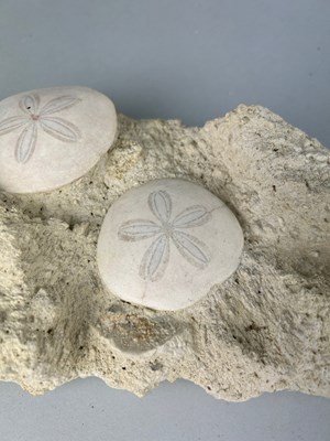 Lot 180 - A PAIR OF FOSSIL SAND DOLLARS FROM FRANCE

An...