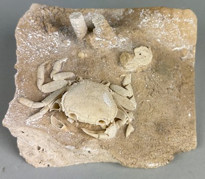 Lot 181 - A CRAB FOSSIL PRESERVED IN TRAVERTINE

A VERY...