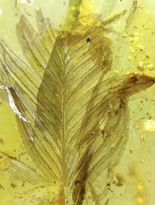 Lot 203 - A VERY RARE DINOSAUR FEATHER FOSSIL IN BURMESE...