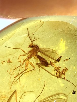 Lot 209 - A MOSQUITO LAYING EGGS FOSSIL IN DINOSAUR AGE...