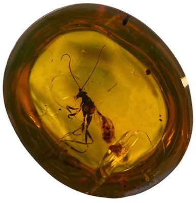 Lot 211 - A WASP FOSSIL IN DINOSAUR AGED AMBER

From...