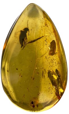 Lot 212 - A BEETLE FOSSIL IN DINOSAUR AGED AMBER

From...