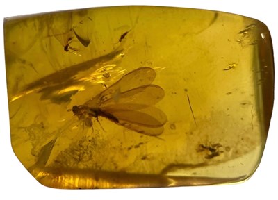 Lot 213 - A FLYING INSECT FOSSIL IN AMBER,

From Chiapas,...