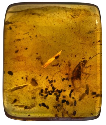 Lot 214 - A COCKROACH FOSSIL IN DINOSAUR AGED...