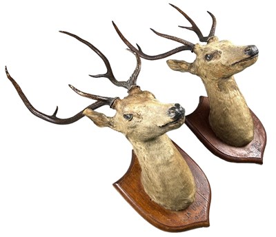 Lot 152 - A PAIR OF ANTIQUE TAXIDERMY SRI LANKAN AXIS...