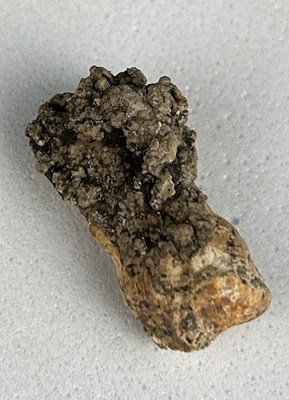 Lot 159A - AN EXTREMELY RARE TOE BONE OF THE PLEISTOCENE...