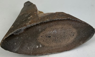 Lot 160 - A LARGE AND RARE PLIOSAUR BONE,

Polished end...