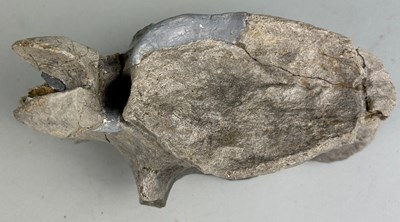 Lot 162 - A RARE IGUANADON VERTEBRA, 

Cretaceous,...