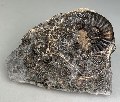 Lot 169 - AN AMMONITE FOSSIL DEATHBED FROM MARSTON MAGNA...