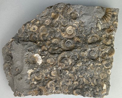 Lot 170 - AN AMMONITE FOSSIL DEATHBED FROM LYME...