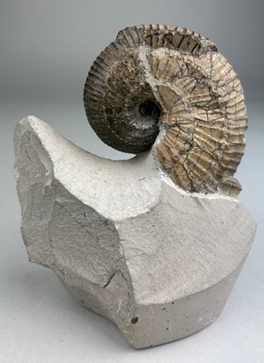 Lot 171 - AN AMMONITE FOSSIL FROM DORSET
 
This ammonite...