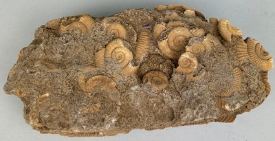 Lot 172 - A RARE AMMONITE CLUSTER, 

Jurassic period,...