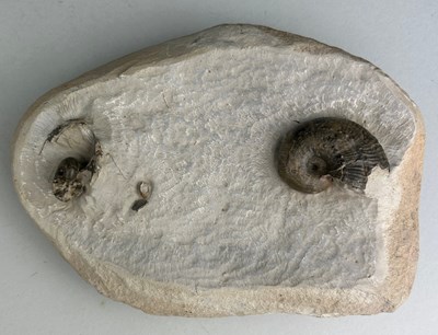 Lot 175 - A PAIR OF AMMONITE FOSSILS IN MATRIX FROM...