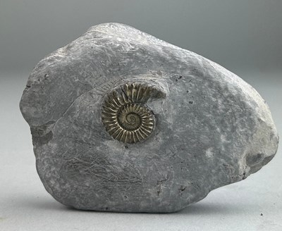 Lot 176 - A GOLDEN AMMONITE FOSSIL FROM DORSET,

7cm x...