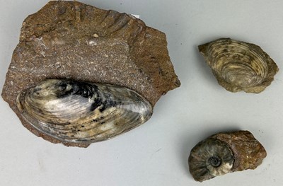 Lot 177 - A COLLECTION OF SCUNTHORPE BIVALVES AND...