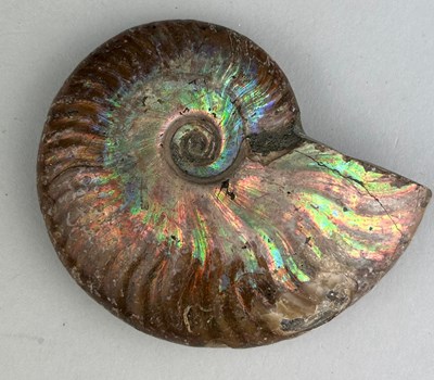 Lot 182 - AN OPALISED CLEONICERAS AMMONITE FOSSIL,

9cm...