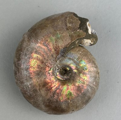 Lot 183 - AN OPALISED AMMONITE WITH GASTROPOD...