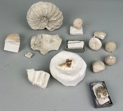 Lot 184 - A LARGE COLLECTION OF CHALK FOSSILS,

To...