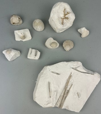 Lot 185 - A LARGE COLLECTION OF CHALK FOSSILS,

Largest...