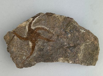 Lot 190 - A BRITTLE STAR/ STARFISH FOSSIL FROM...