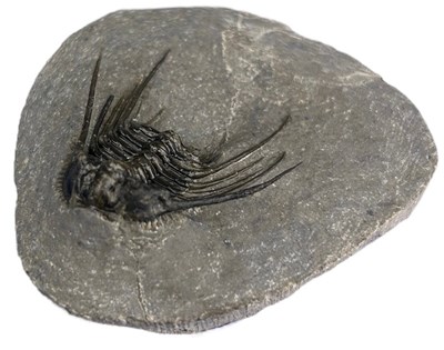 Lot 192 - A FLYING TRILOBITE FOSSIL,

7cm x 6cm
 
An...