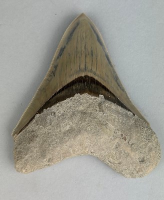 Lot 195 - A LARGE FOSSILISED MEGALODON SHARK...