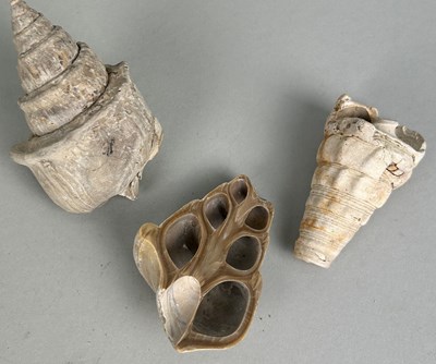 Lot 199 - A COLLECTION OF THREE BARTON CLAY SHELLS,...