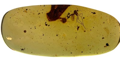 Lot 205 - A MOSQUITO FOSSIL IN AMBER
 
A large mosquito...