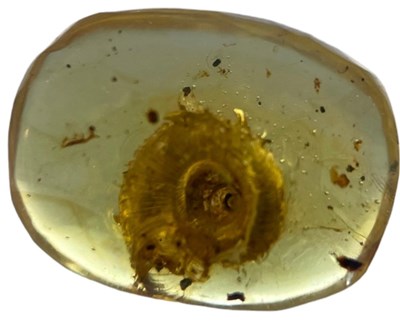 Lot 210 - AN EXCEPTIONALLY RARE SNAIL FOSSIL IN AMBER
...