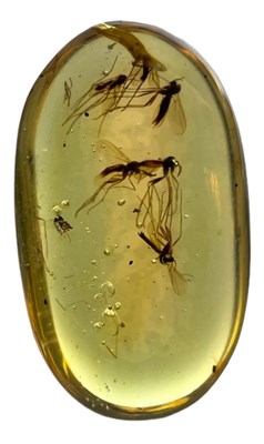 Lot 211 - A MOSQUITO SWARM IN AMBER
 
Mosquito swarm in...