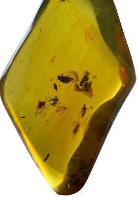 Lot 212 - MOSQUITOES AND BEETLES IN AMBER FOSSIL
 
A...