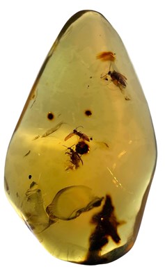 Lot 214 - A LARGE AMBER GEM WITH MULTIPLE INSECT...