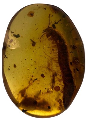 Lot 217 - MILLIPEDE FOSSIL IN AMBER
 
This fossilised...