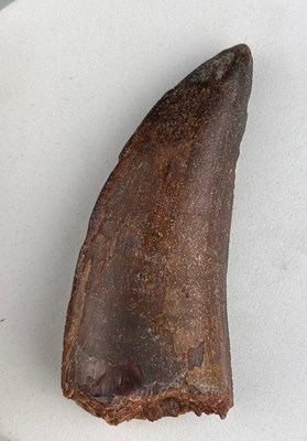 Lot 274 - A LARGE AFRICAN T REX DINOSAUR TOOTH FOSSIL...