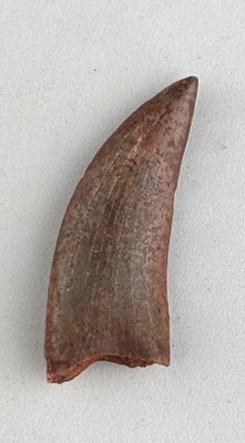 Lot 275 - AFRICAN T REX DINOSAUR TOOTH FOSSIL...