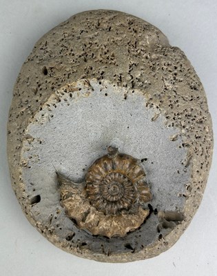 Lot 277 - AN AMMONITE FOSSIL FROM DORSET,

This ammonite...