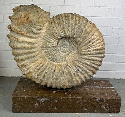 Lot 286 - A LARGE MOROCCAN AMMONITE MOUNTED ON...